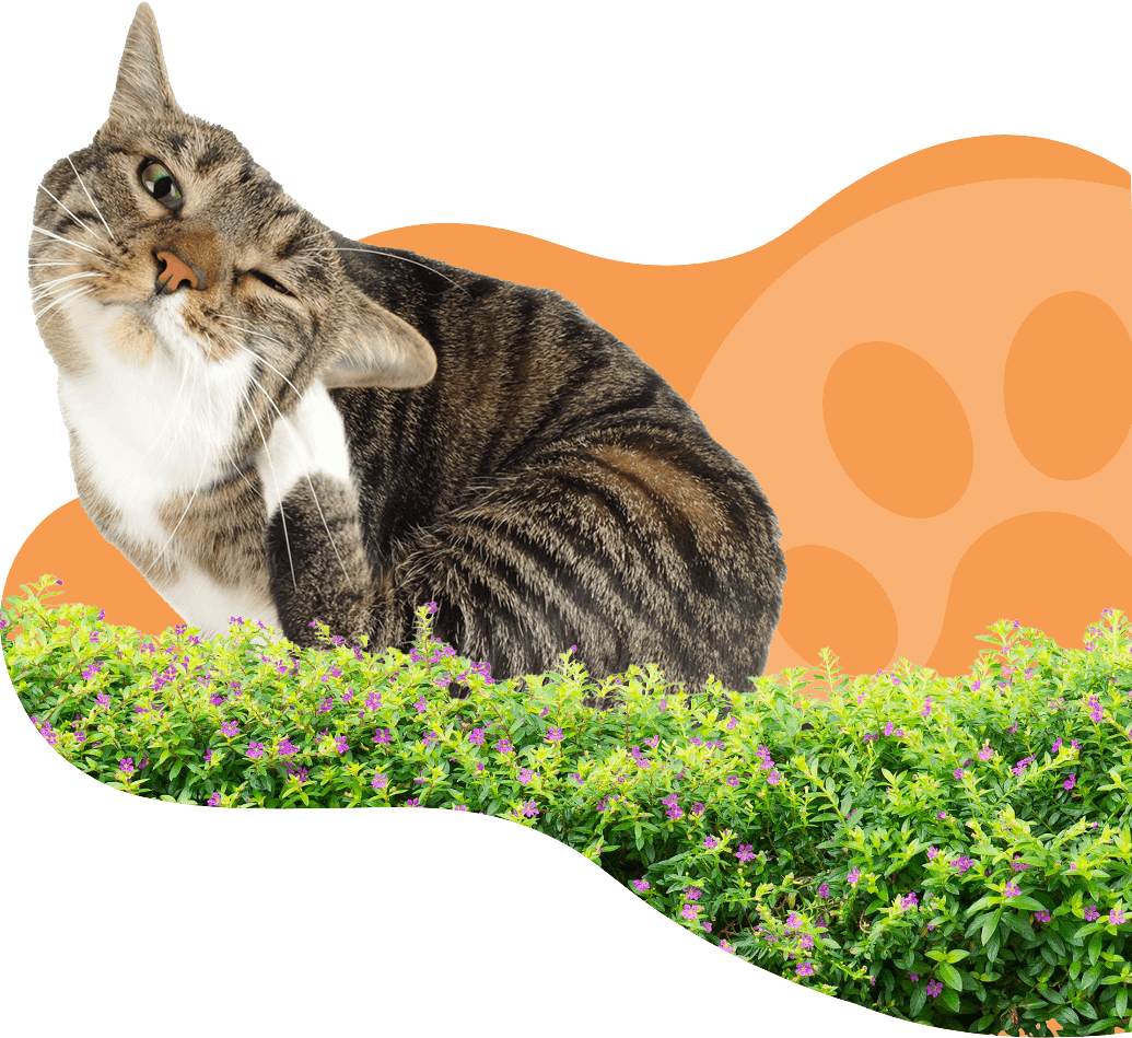 Cat scratching to demonstrate that he has fleas