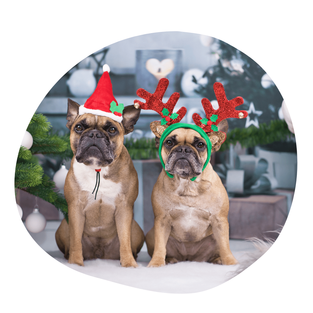 Protecting your pets at Christmas