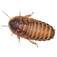 Live Dubia Roaches Adult
