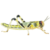 Live Locusts Large