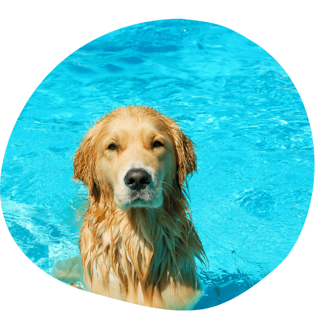 Protect Your Dog from Heat Stroke - Pet Stop - Market Deeping