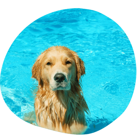 Protect Your Dog from Heat Stroke - Pet Stop - Market Deeping