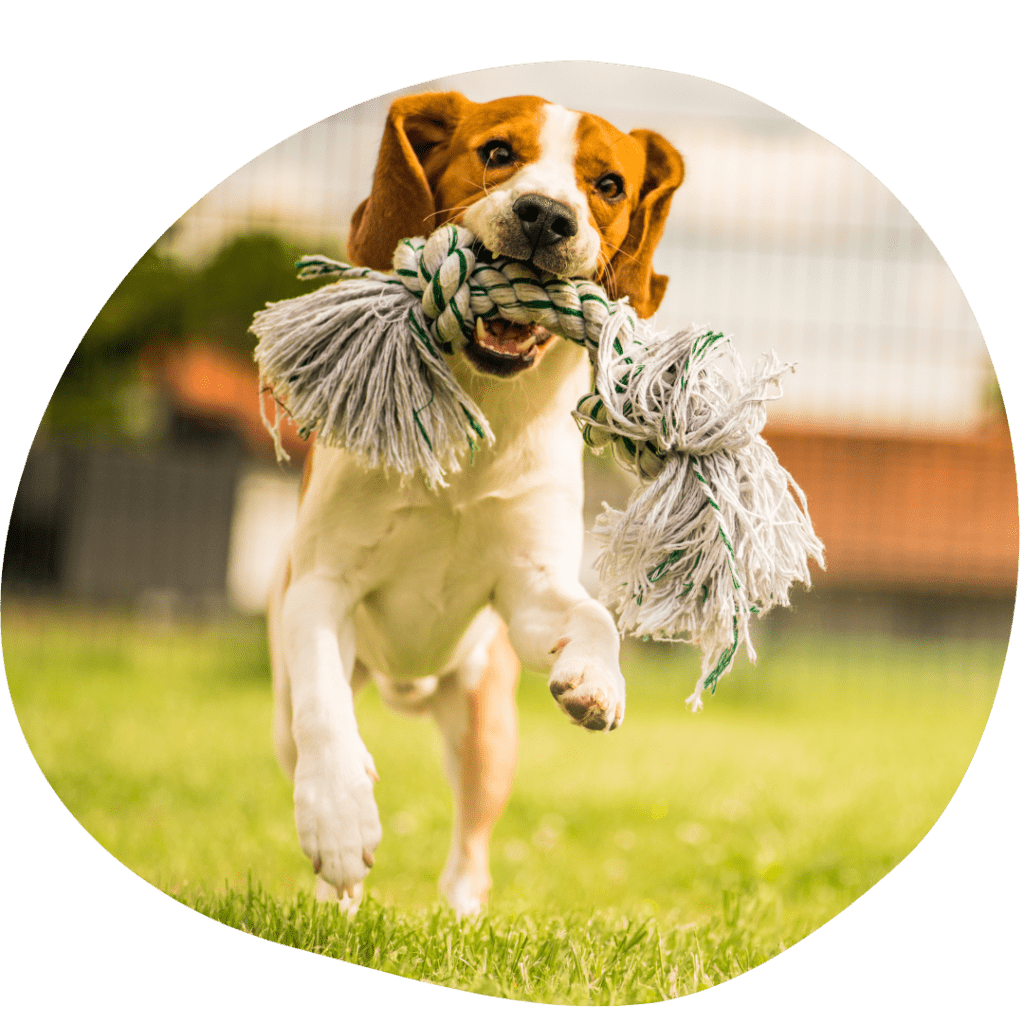 Playtime for Dogs and Cats - Pet Stop - Market Deeping