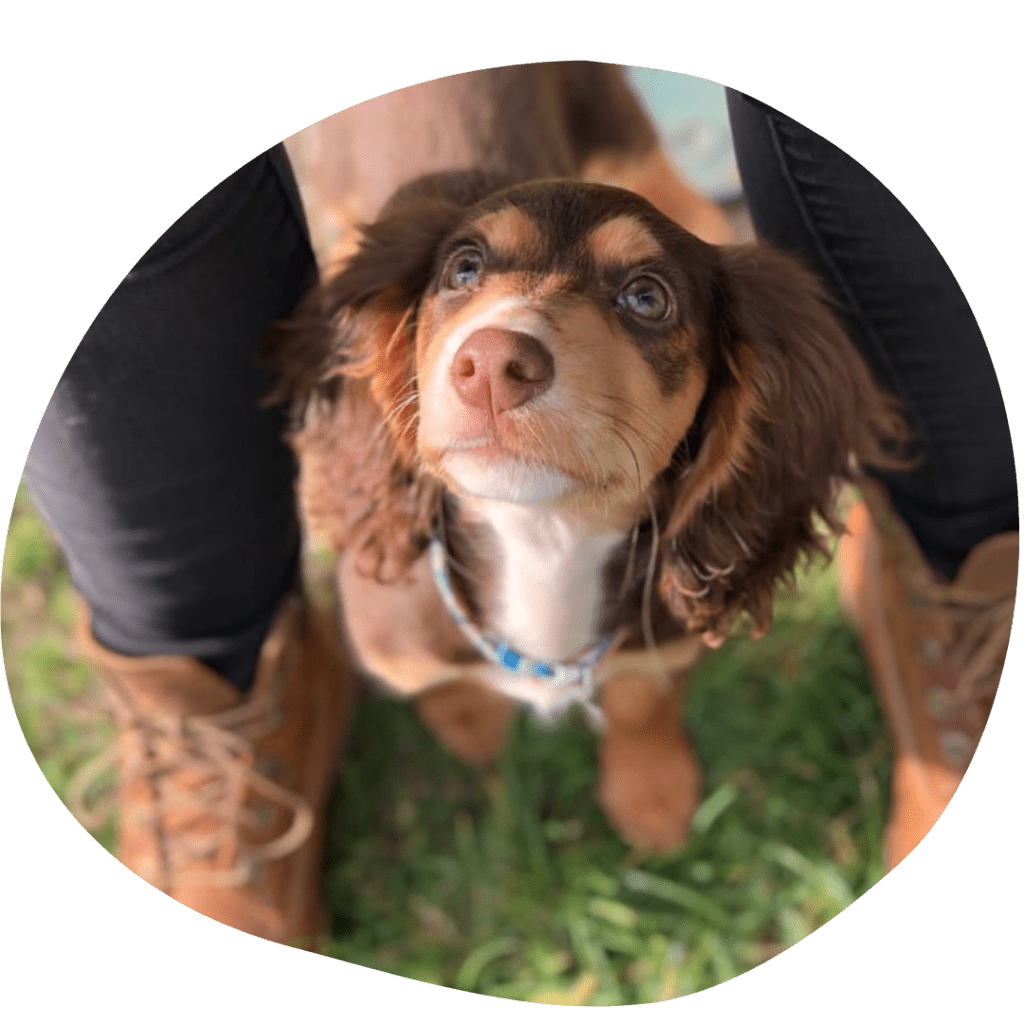 Recall Training and Tips for Dogs - Pet Stop - Market Deeping