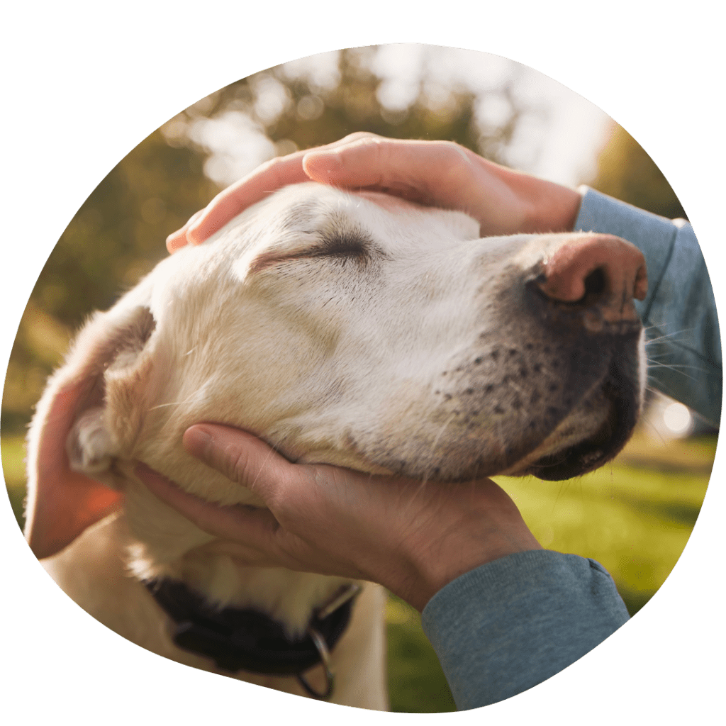Senior Dogs Essential Care Guide - Pet Stop Market Deeping