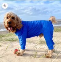 Pawsome Paws Lightweight Suit Blue Medium