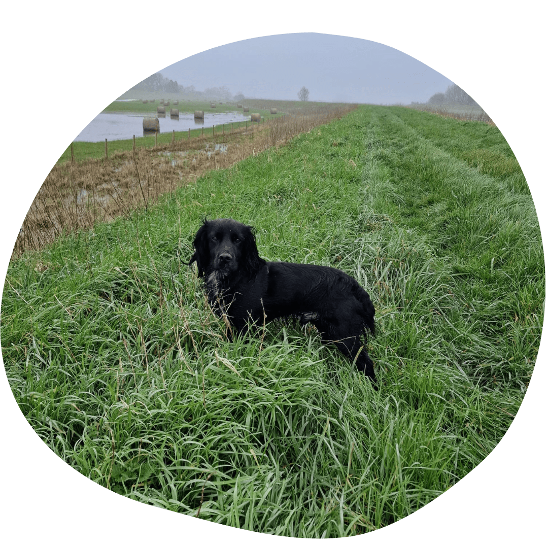 Local dog walk on Cowbit Wash - Pet Stop - Market Deeping