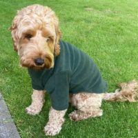 Pawsome Paws Fleece Jumper 2 Legged Green Medium
