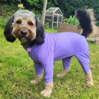 Pawsome Paws Lightweight Suit Lilac Large