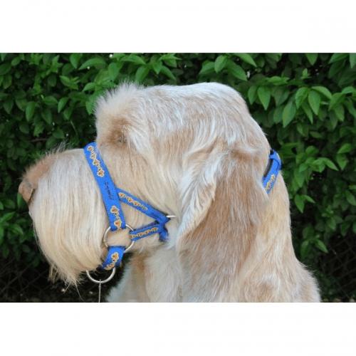 Dogmatic Size 4 Blue
