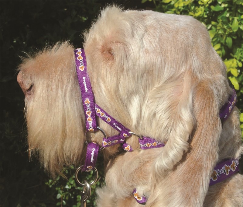 Dogmatic Size 6 Purple