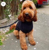 Pawsome Paws Fleece Tankie Black Extra Extra Large