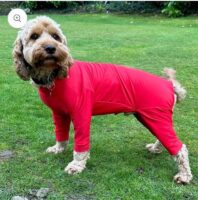 Pawsome Paws Lightweight Suit Red Extra Extra Large