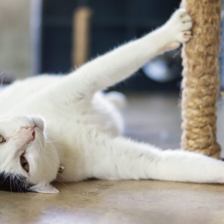 cat laying at a scratching post
