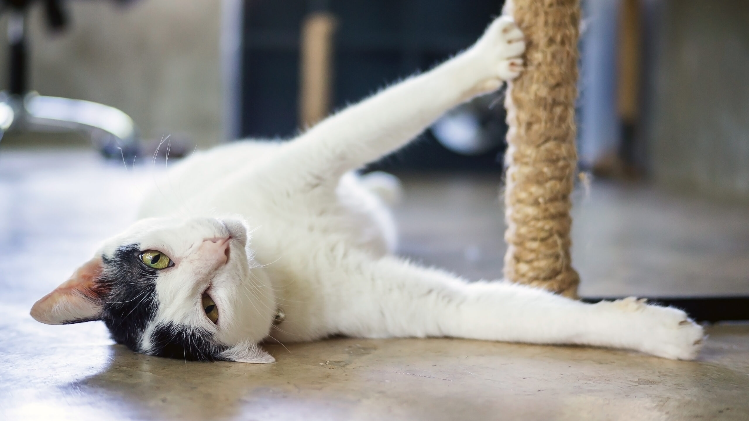 cat laying at a scratching post