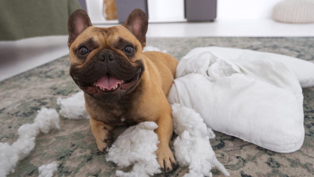 dog chewing a cushion with stuffing scattered around