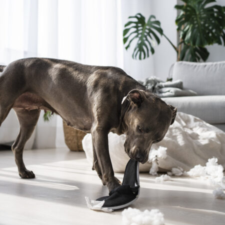 dog chewing a shoe