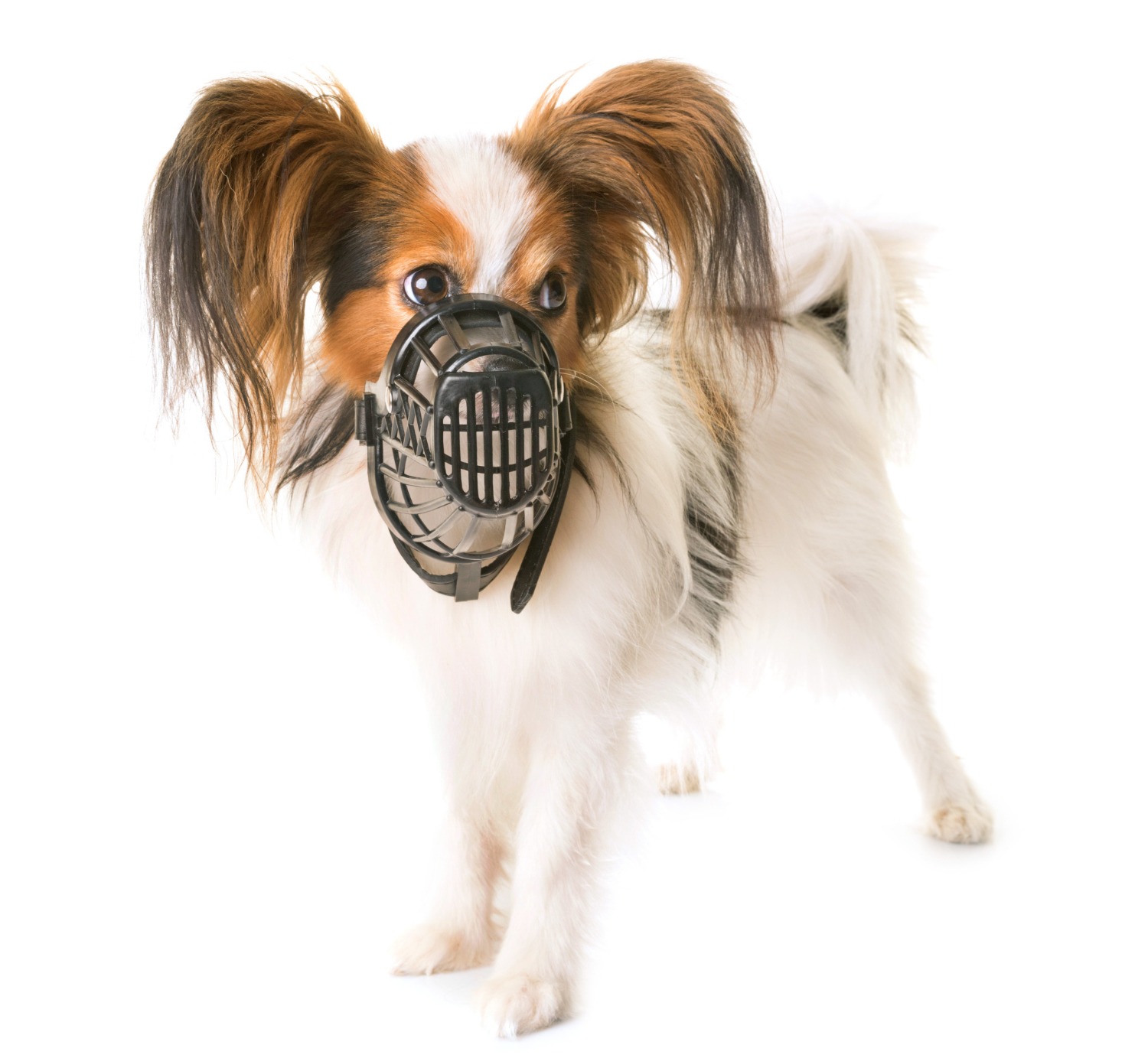 papillon_dog_muzzle