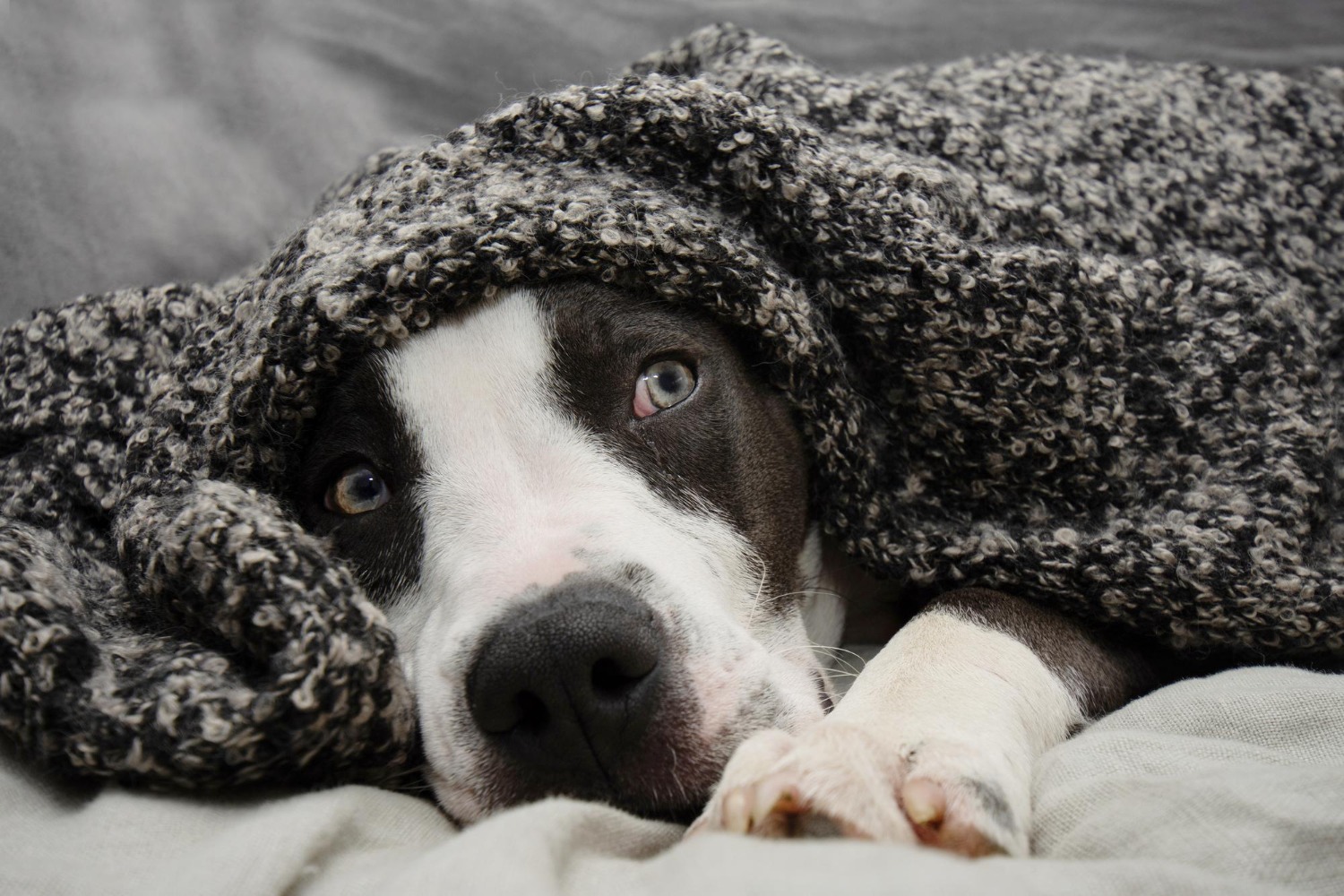 Anxious dog sitting under a blanket