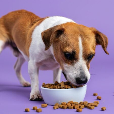 dog eating out of a bowl of food with a purple background