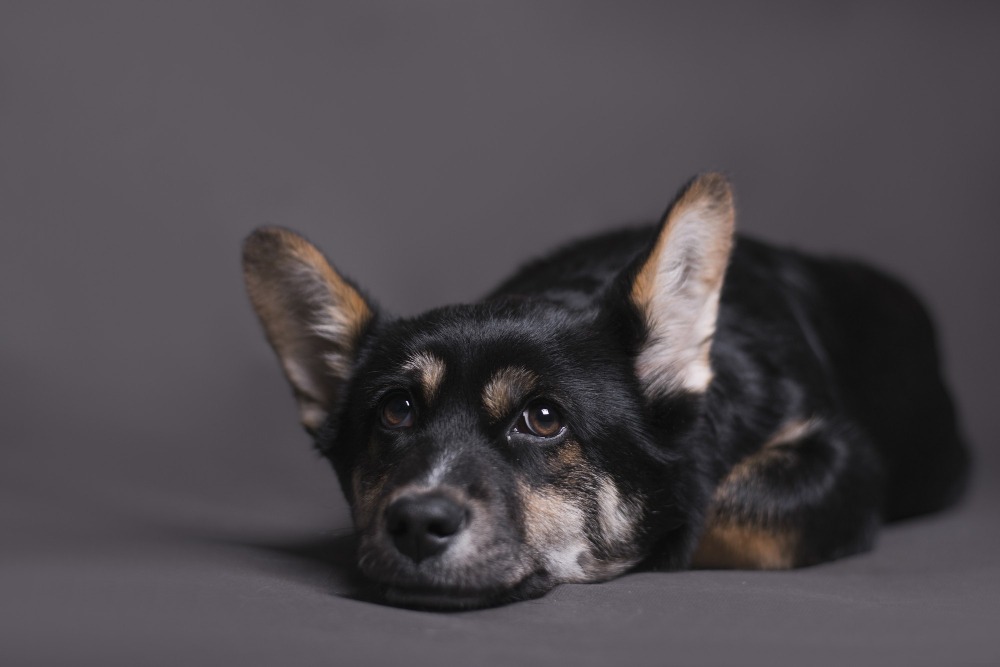 dog looking sad to depict a dog waiting for adoption
